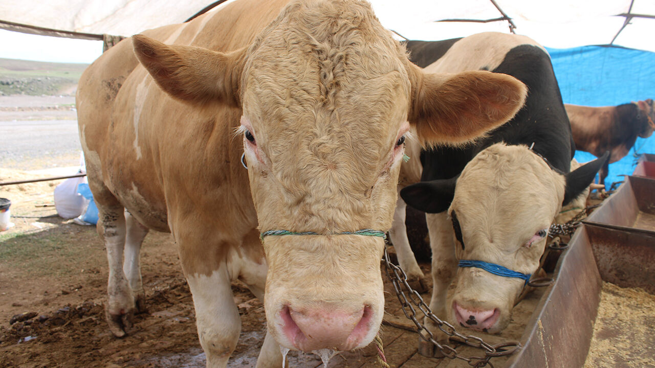 Pazarın ilgi odağı! 1 tonluk kurbanlık i&ccedil;in bakın ne kadar isteniyor - 2. Resim