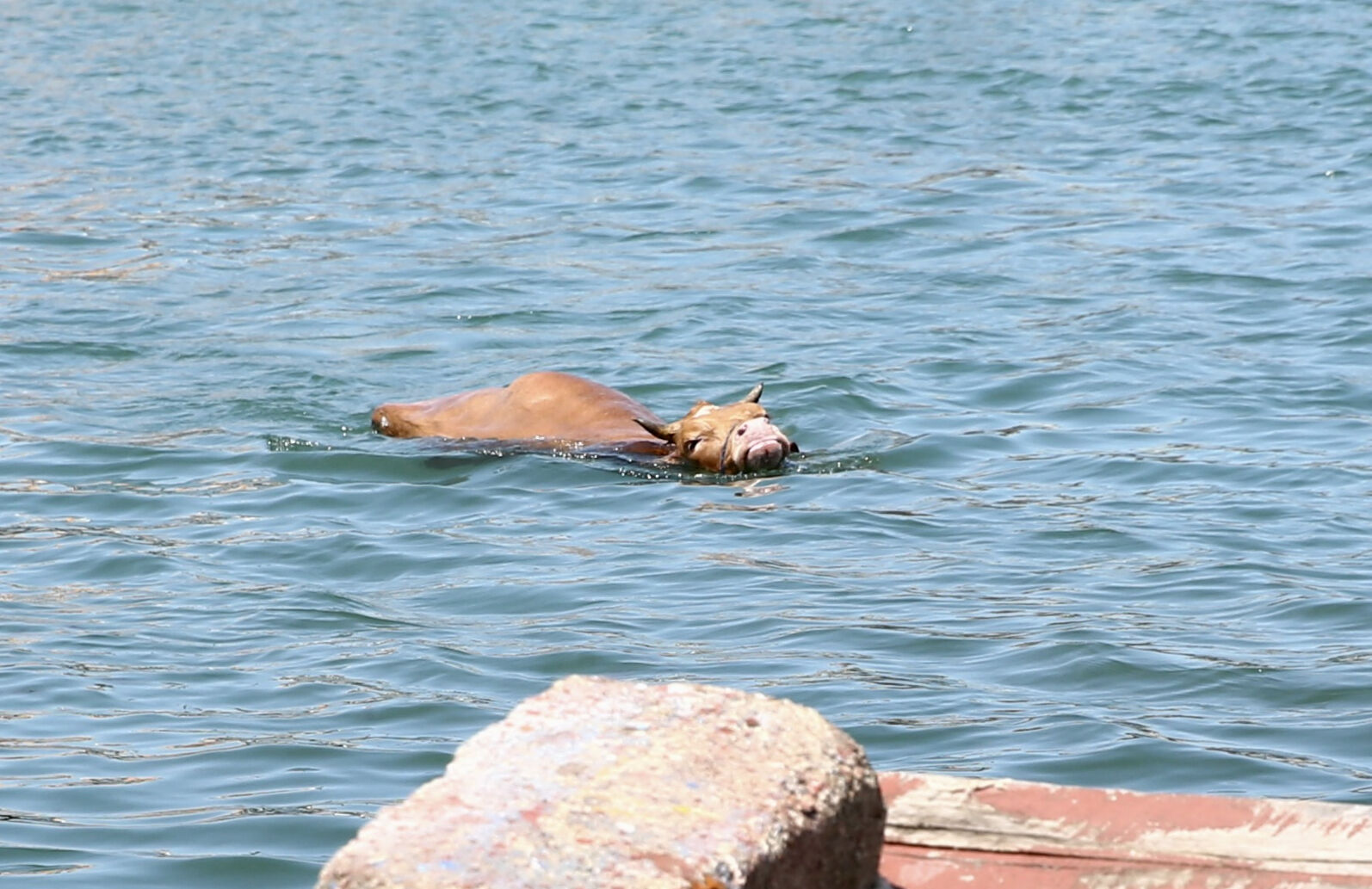 Sahibinin elinden kaçan kurbanlık denize atladı! İlginç kareler ortaya çıktı - 2. Resim