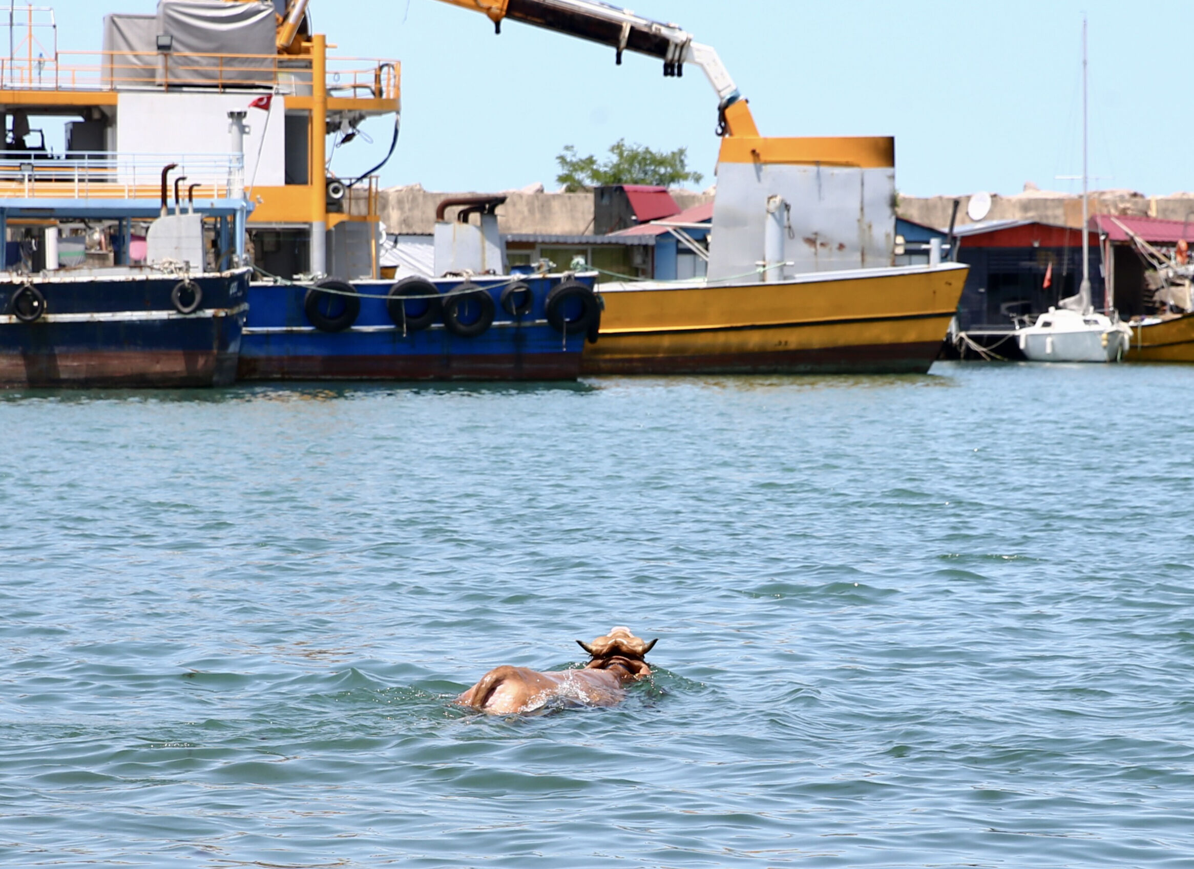 Sahibinin elinden kaçan kurbanlık denize atladı! İlginç kareler ortaya çıktı - 1. Resim