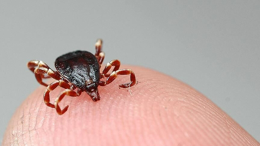 Sivas'ta kene kabusu! 10 gündür mücadele ediyordu: Bir kişi daha hayatını kaybetti Sivas'ta kene kabusu! 10 gündür mücadele ediyordu: Bir kişi daha hayatını kaybetti - 1. Resim