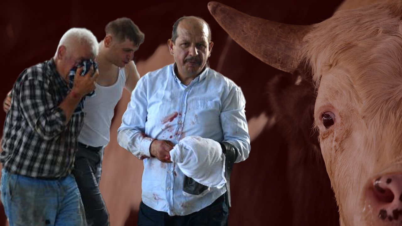  -Acemi kasaplar hastanelik oldu