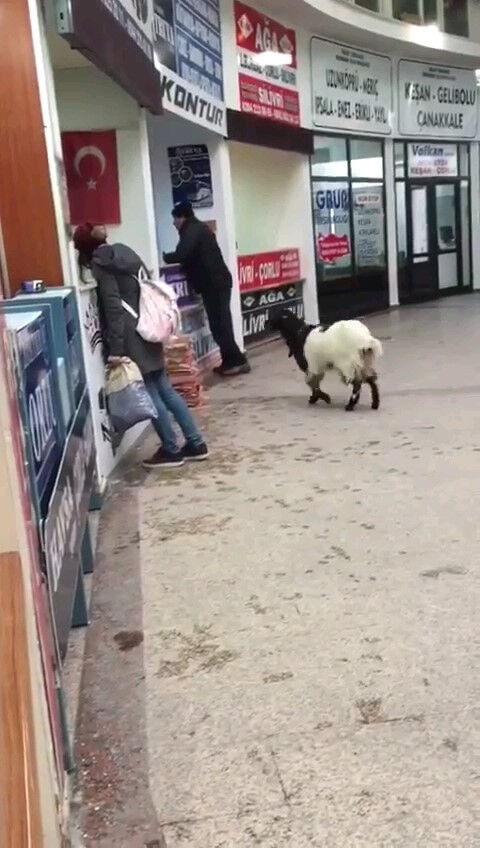 Kurban Bayramı'nda ilginç olay! Otogara giren inatçı keçi paraları alıp gitti - 1. Resim