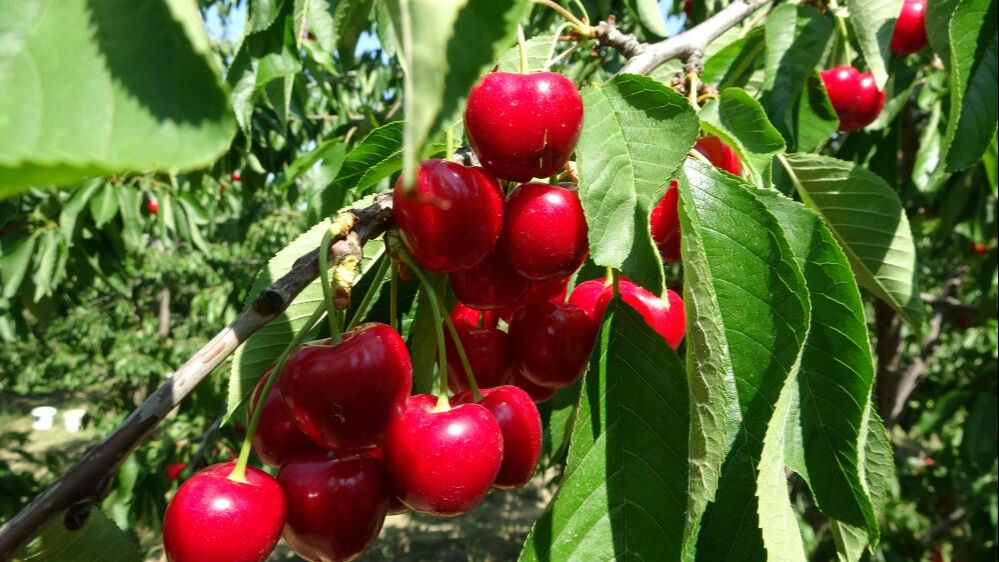 'Lapseki devi' kirazda hasat zamanı! Kilosu 700 TL'yi buluyor: Son bir haftaya girdik   - 5. Resim
