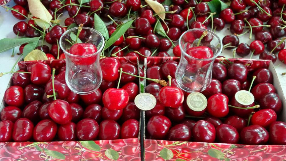 'Lapseki devi' kirazda hasat zamanı! Kilosu 700 TL'yi buluyor: Son bir haftaya girdik - 3. Resim