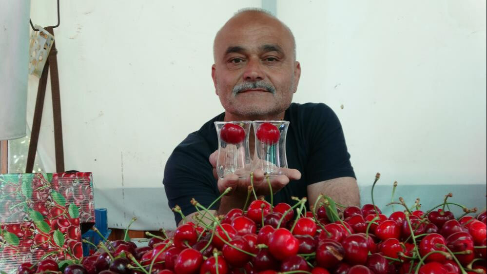 'Lapseki devi' kirazda hasat zamanı! Kilosu 700 TL'yi buluyor: Son bir haftaya girdik   - 4. Resim