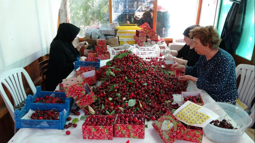 'Lapseki devi' kirazda hasat zamanı! Kilosu 700 TL'yi buluyor: Son bir haftaya girdik   - 1. Resim