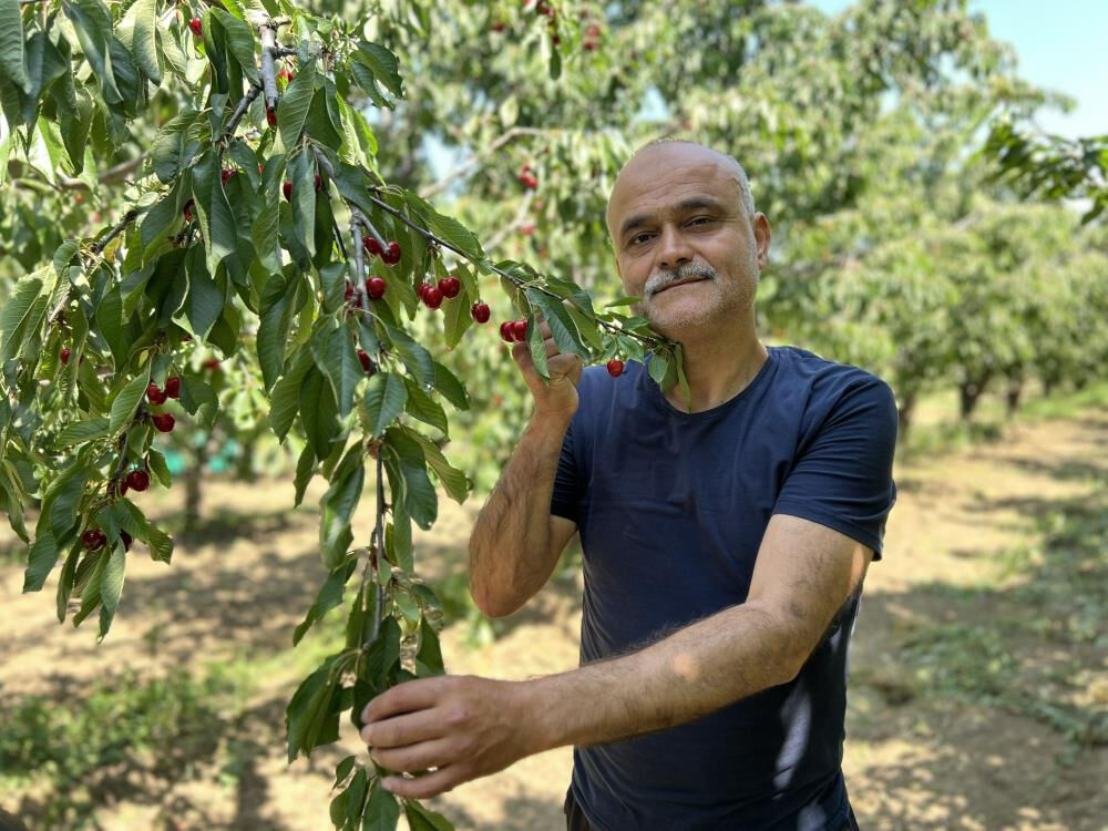 'Lapseki devi' kirazda hasat zamanı! Kilosu 700 TL'yi buluyor: Son bir haftaya girdik   - 6. Resim