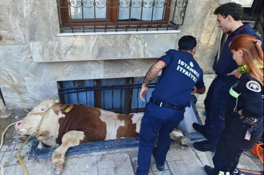 Sahibinden kaçan kurbanlık pencereye sıkıştı! Bahçelievler'de boğa kurtarma operasyonu kamerada Sahibinden kaçan kurbanlık pencereye sıkıştı! Bahçelievler'de boğa kurtarma operasyonu kamerada - 2. Resim