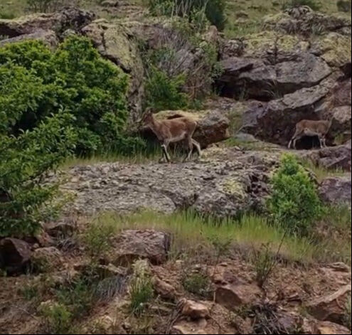 Bayburt'da ilginç görüntüler! Nesli tükenmekte olan dağ keçileriyle karşılaştı: Buralarda fazla dolanmayın - 1. Resim