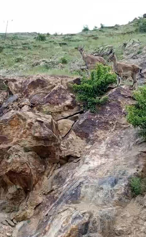 Bayburt'da ilginç görüntüler! Nesli tükenmekte olan dağ keçileriyle karşılaştı: Buralarda fazla dolanmayın - 2. Resim