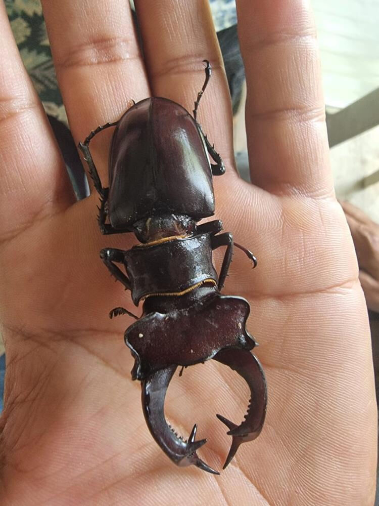 Bu böceği gören dokunmasın! Parmak kadar... Öldürene 557 bin lira ceza - 2. Resim