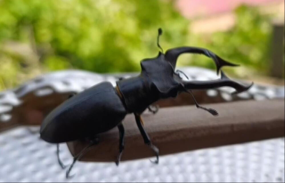 Bu böceği gören dokunmasın! Parmak kadar... Öldürene 557 bin lira ceza - 1. Resim