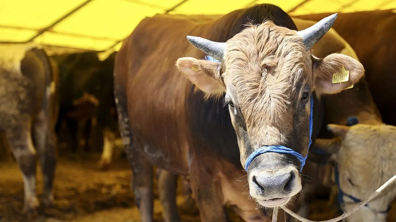 Kurban kesenlere kritik uyarı! Maddi ve manevi tazminat alabilirsiniz Kurban kesenlere kritik uyarı! Maddi ve manevi tazminat alabilirsiniz - 1. Resim