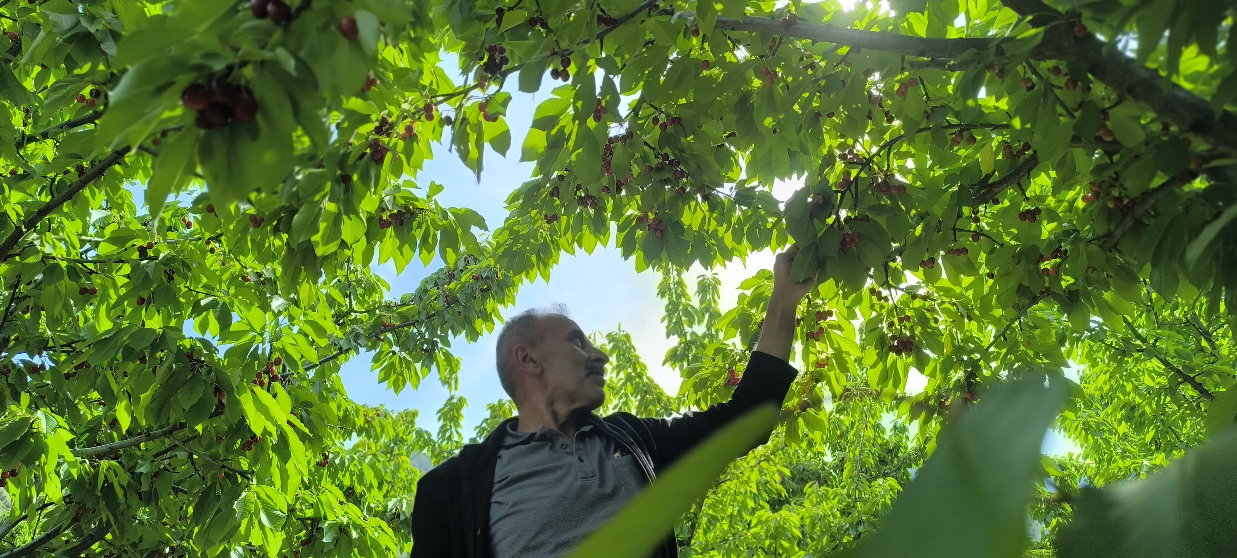 Self servis hasat! Doğayla iç içe lezzetli bir deneyim - 1. Resim