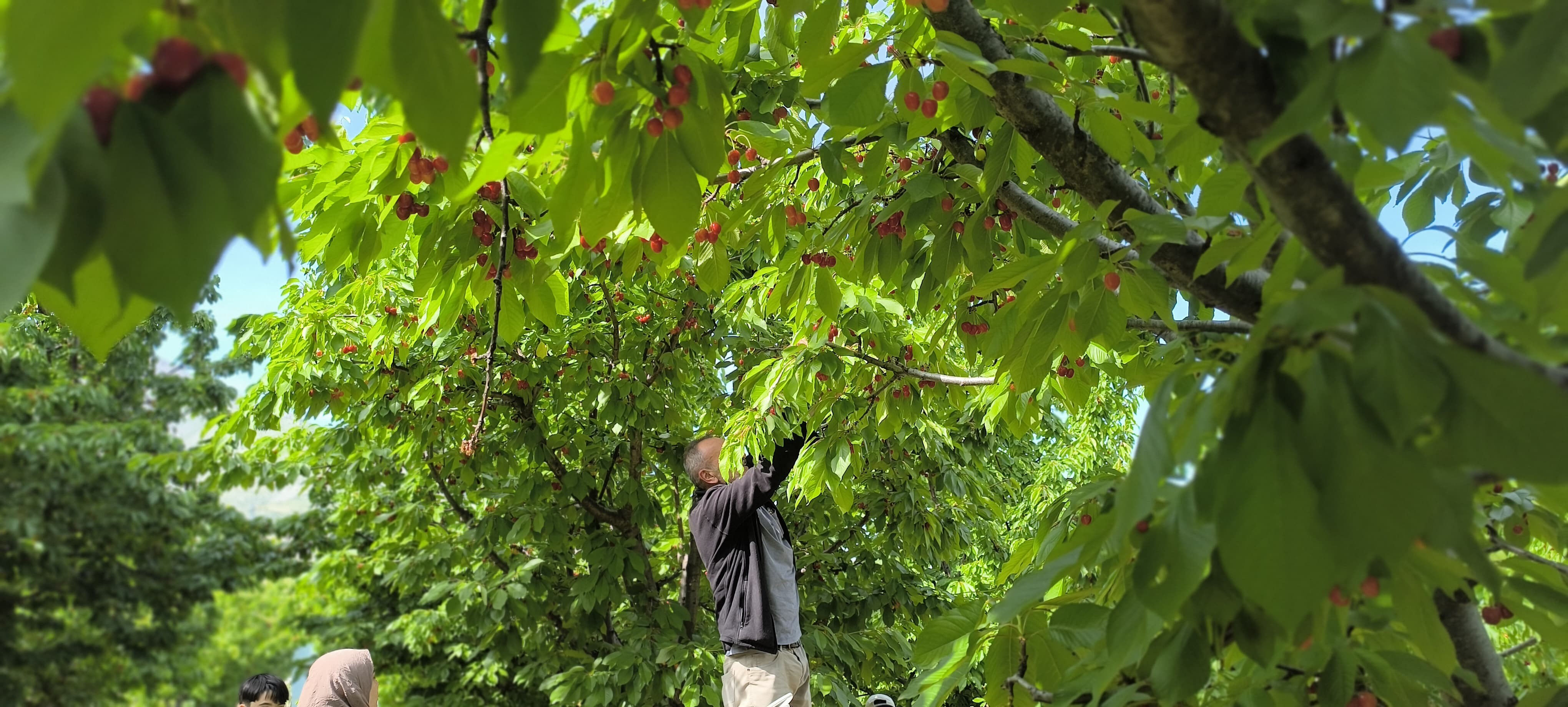Self servis hasat! Doğayla iç içe lezzetli bir deneyim - 2. Resim