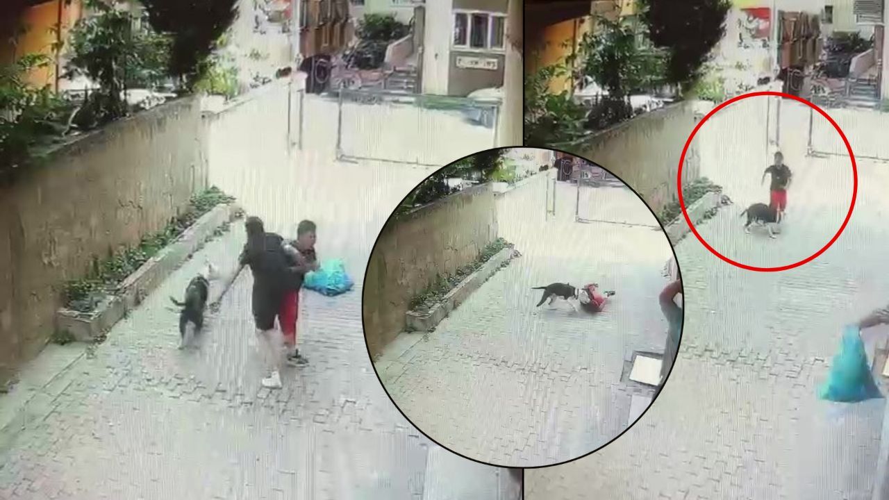 Sokakta oynarken pitbull saldırdı! Ataşehir'deki korkunç olayın görüntüleri ortaya çıktı Sokakta oynarken pitbull saldırdı! Ataşehir'deki korkunç olayın görüntüleri ortaya çıktı