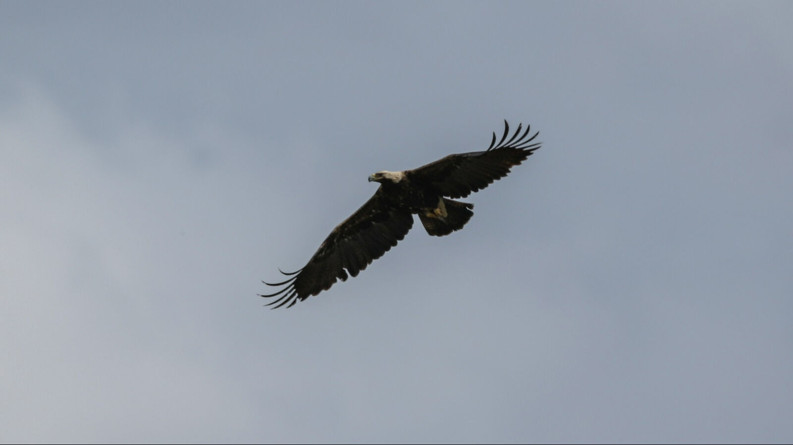 Türkiye'de sadece 80 çift var! Kırmızı listede: 2 yuvada yeni yavrular - 3. Resim