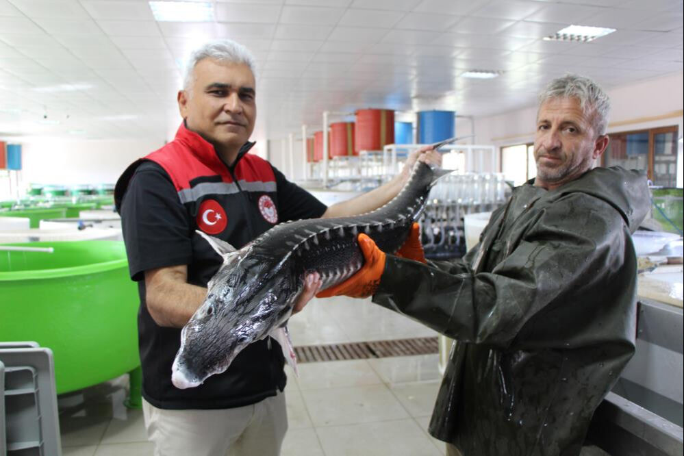 Yalnızca 150 tane kaldı! Nesli tehlikede... Kilosu 4 bin euro - 6. Resim