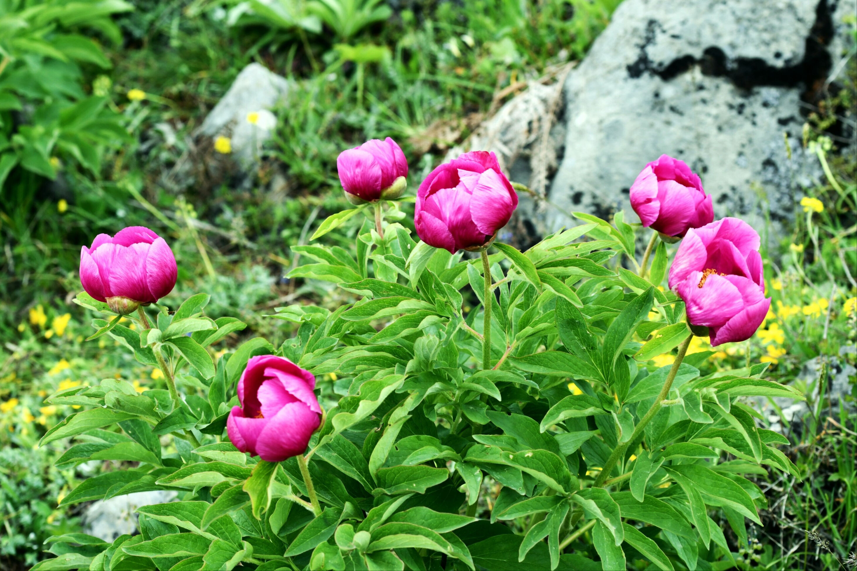 Yılda sadece 10 gün çiçek açıyor! Koparmanın cezası 557 bin TL - 3. Resim