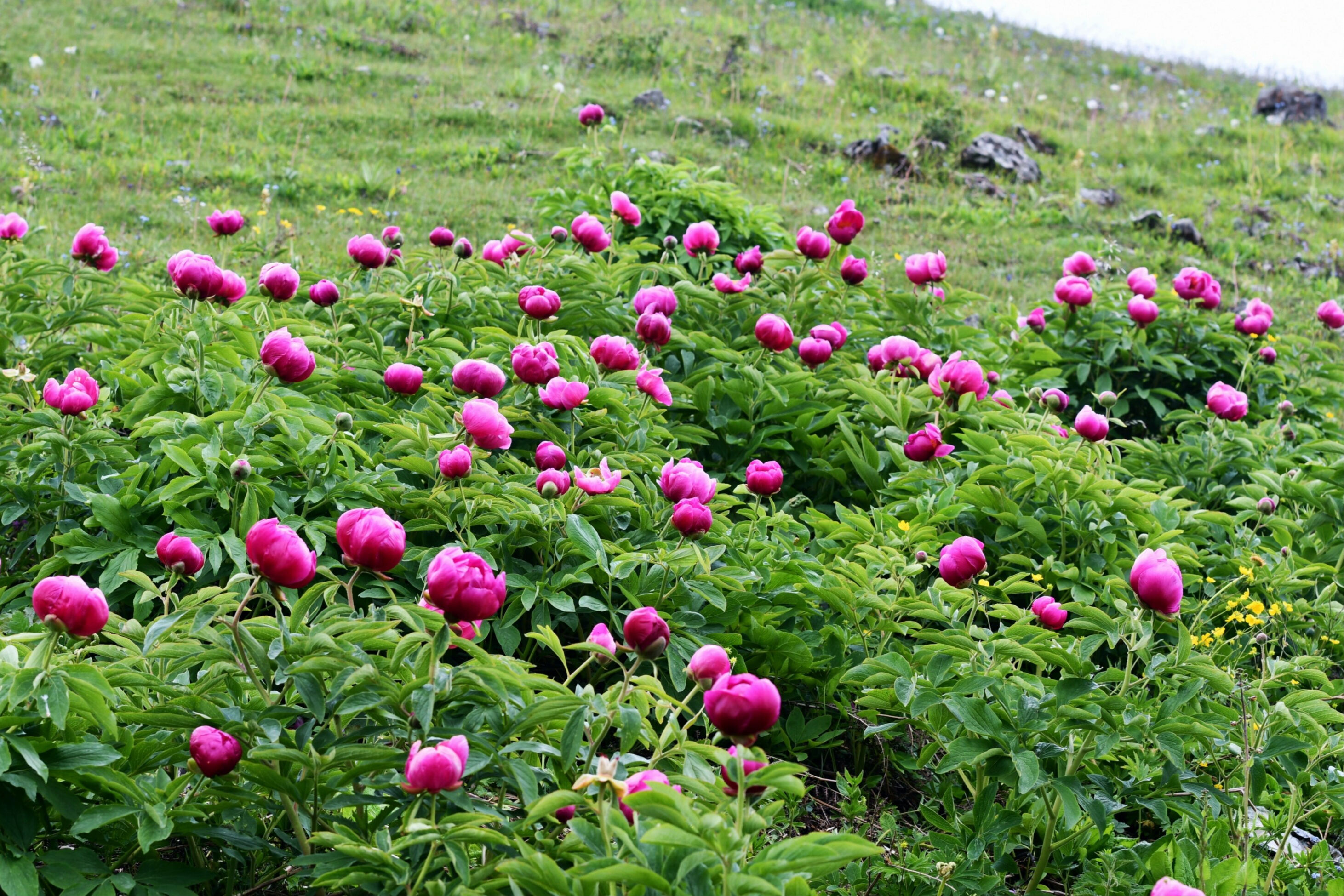 Yılda sadece 10 gün çiçek açıyor! Koparmanın cezası 557 bin TL - 1. Resim