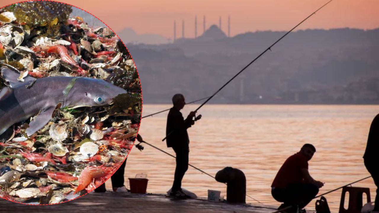 Balık tutarken bu yöntemleri kullananlar dikkat! Dünyaca ünlü isim uyardı: Tarif edilemeyecek kadar korkunç Balık tutarken bu yöntemleri kullananlar dikkat! Dünyaca ünlü isim uyardı: Tarif edilemeyecek kadar korkunç