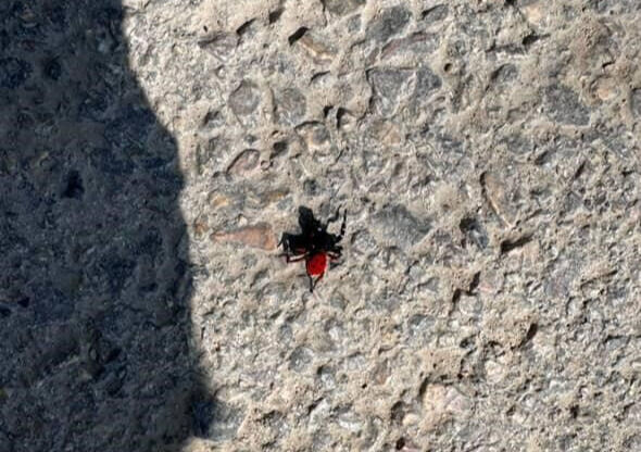 Bursa'da görüldü! Sandığınız kadar masum değil Bursa'da görüldü! Sandığınız kadar masum değil - 1. Resim