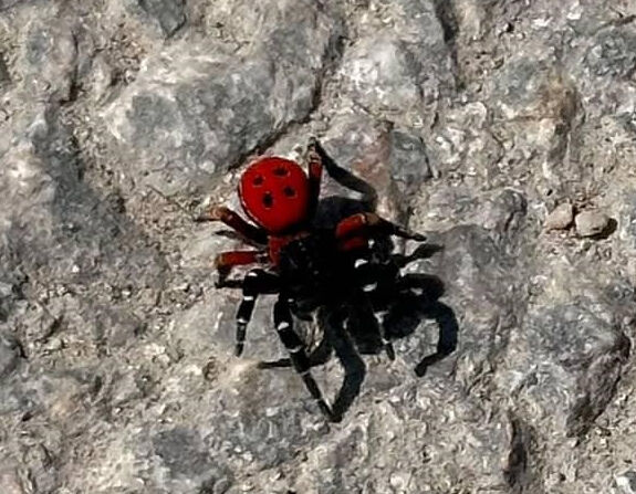 Bursa'da görüldü! Sandığınız kadar masum değil Bursa'da görüldü! Sandığınız kadar masum değil - 2. Resim