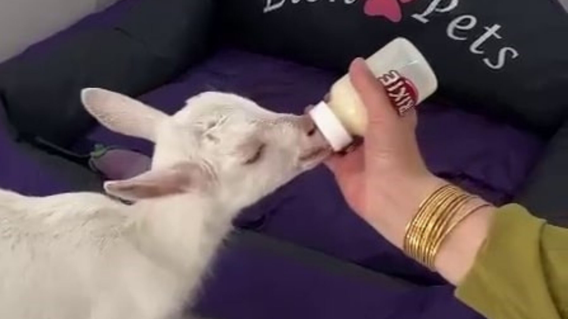 Pet otelinin sıra dışı misafiri 