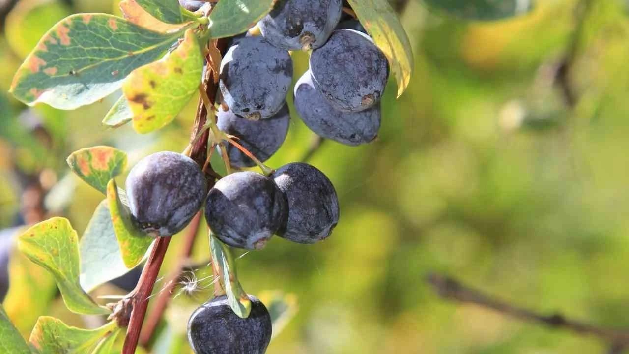 Rusların pürüzsüz cildinin sırrı! Karamuk meyvesi ile bebek gibi cilde sahip olun Rusların pürüzsüz cildinin sırrı! Karamuk meyvesi ile bebek gibi cilde sahip olun