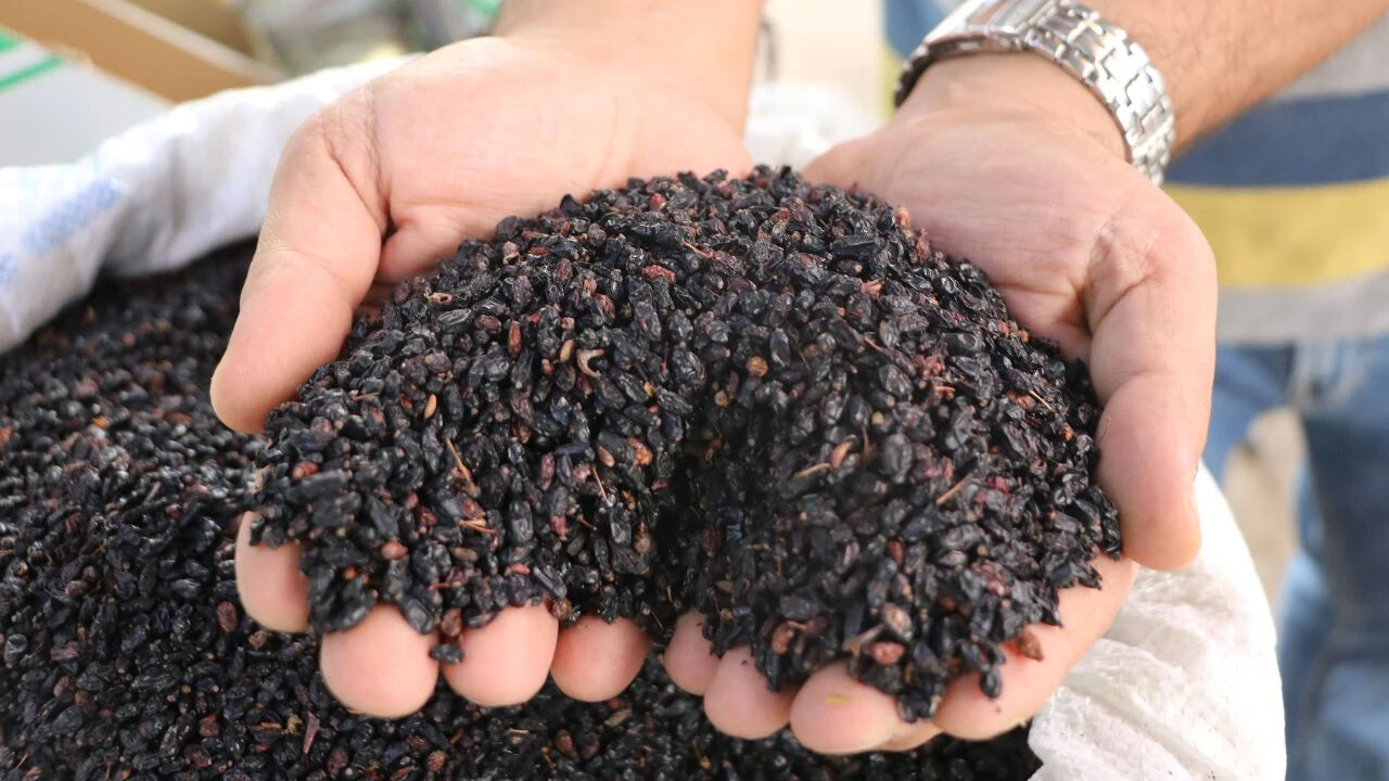 Rusların pürüzsüz cildinin sırrı! Karamuk meyvesi ile bebek gibi cilde sahip olun Rusların pürüzsüz cildinin sırrı! Karamuk meyvesi ile bebek gibi cilde sahip olun - 1. Resim