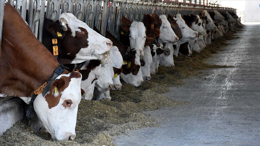 Şap hastalığı nedeniyle kurbanda satamadılar! Besicilerin imdadına bakanlık yetişti Şap hastalığı nedeniyle kurbanda satamadılar! Besicilerin imdadına bakanlık yetişti - 2. Resim