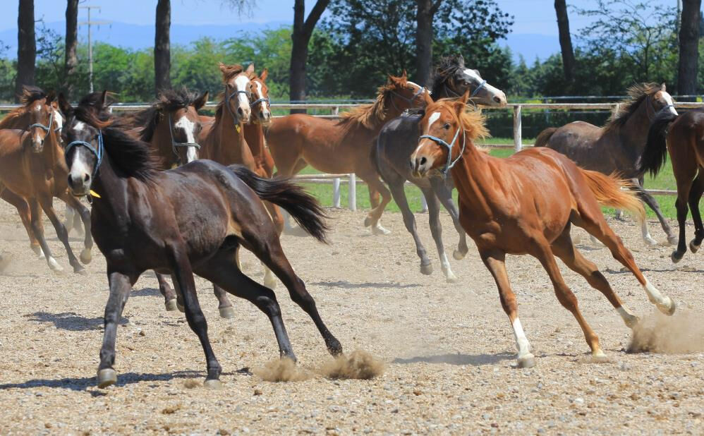Yenilerinin &uuml;retimi i&ccedil;in kullanılıyor! Baba Mevl&uuml;t'&uuml;n spermleri 250 bin liradan yok satıyor - 2. Resim