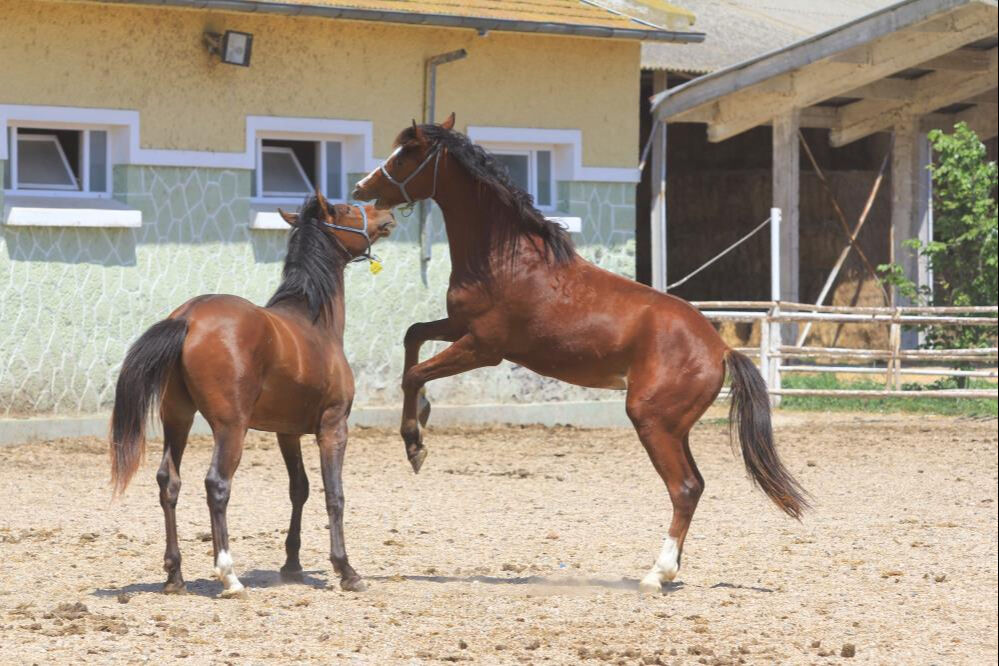 Yenilerinin &uuml;retimi i&ccedil;in kullanılıyor! Baba Mevl&uuml;t'&uuml;n spermleri 250 bin liradan yok satıyor - 4. Resim