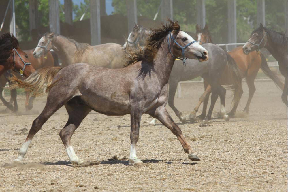 Yenilerinin &uuml;retimi i&ccedil;in kullanılıyor! Baba Mevl&uuml;t'&uuml;n spermleri 250 bin liradan yok satıyor - 3. Resim