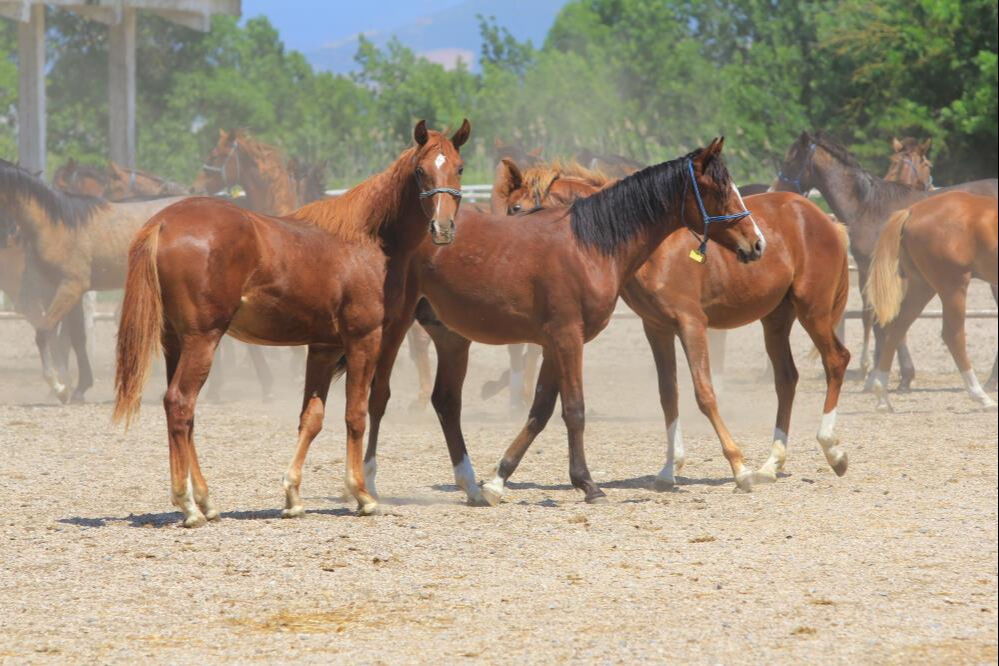 Yenilerinin &uuml;retimi i&ccedil;in kullanılıyor! Baba Mevl&uuml;t'&uuml;n spermleri 250 bin liradan yok satıyor - 1. Resim