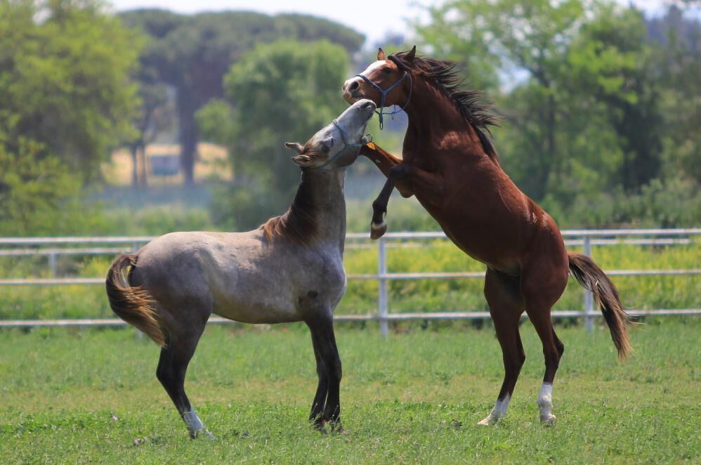 Yenilerinin &uuml;retimi i&ccedil;in kullanılıyor! Baba Mevl&uuml;t'&uuml;n spermleri 250 bin liradan yok satıyor - 5. Resim