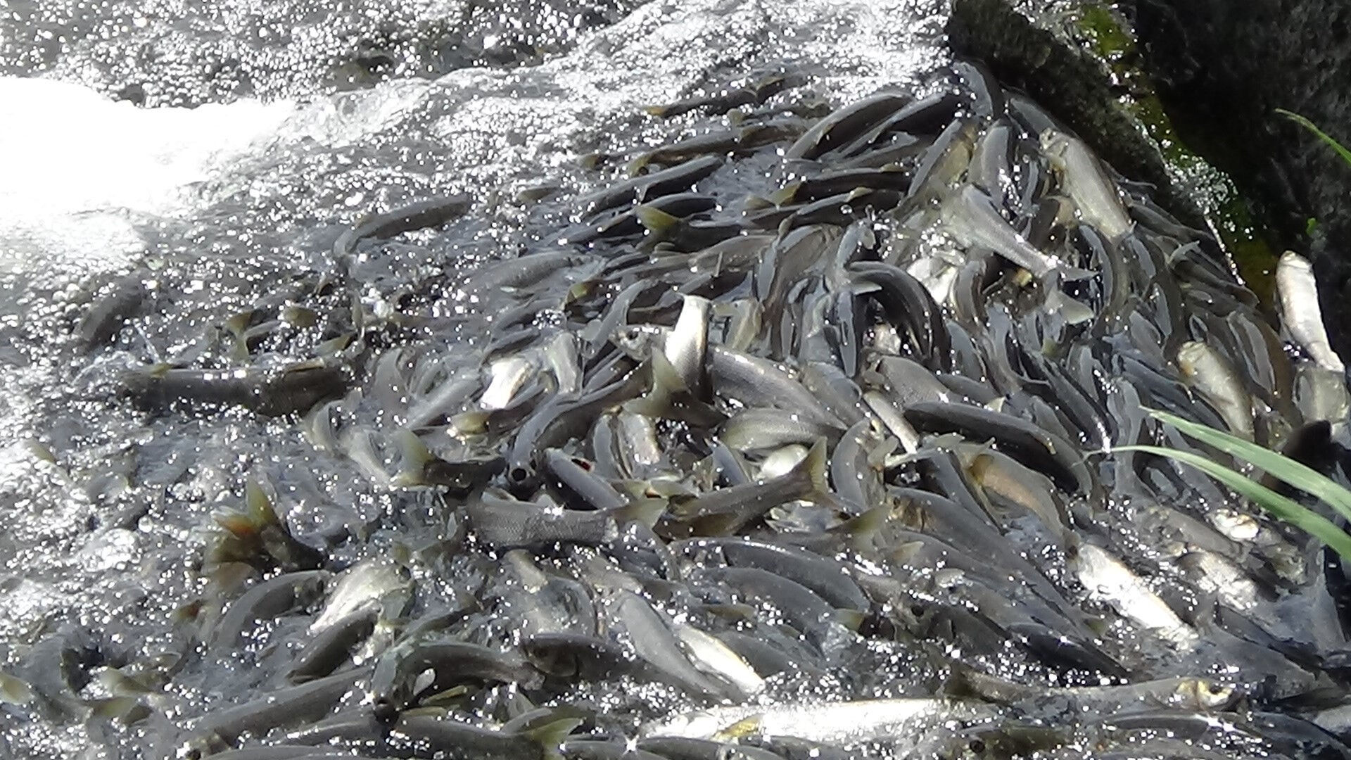 Binlerce kişi bu göçü izlemeye gidiyor! Her biri 10 bin adet yumurta veriyor Binlerce kişi bu göçü izlemeye gidiyor! İnci kefallerinin yumurta göçü başladı: Her biri 10 bin adet veriyor - 1. Resim