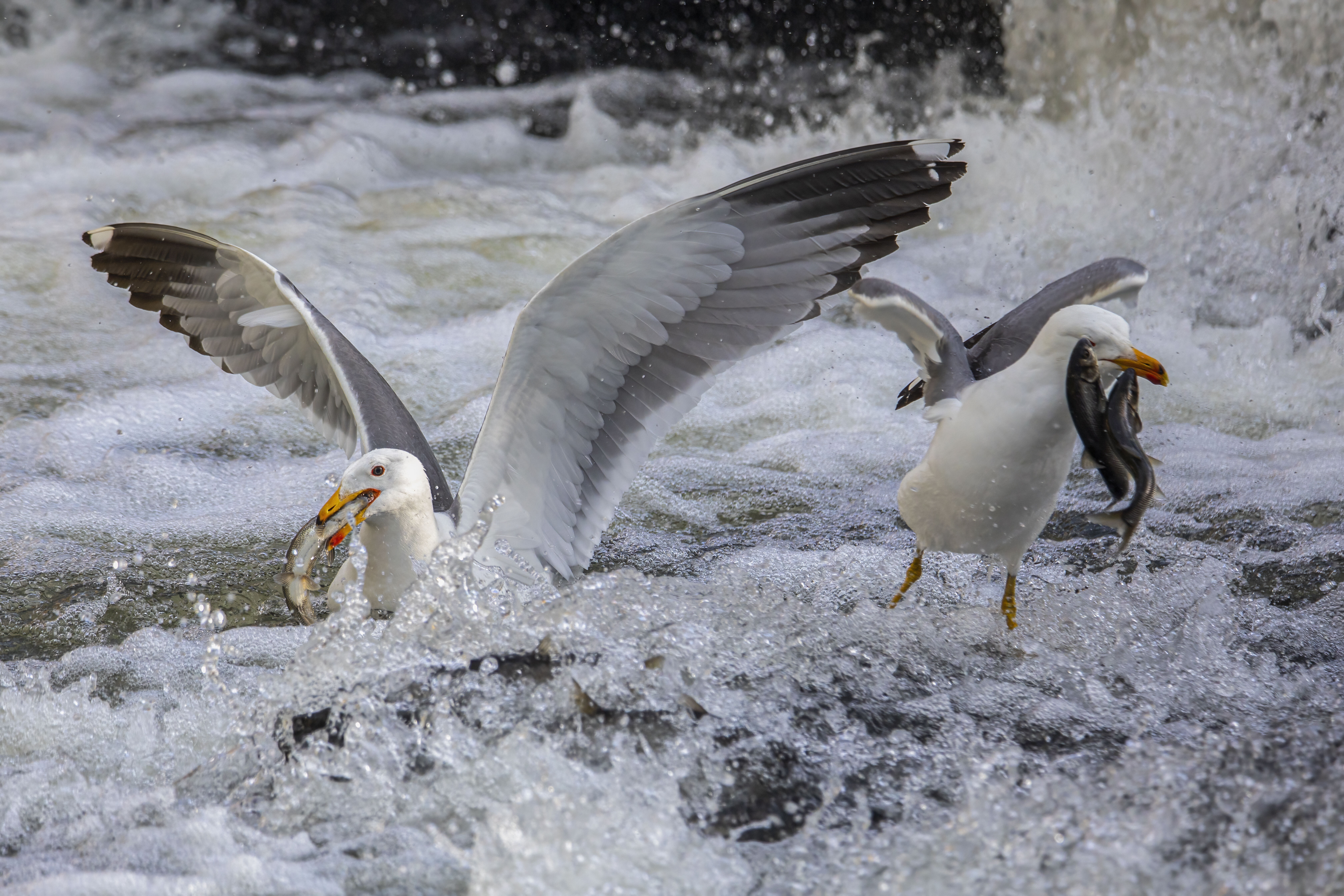 Binlerce kişi bu göçü izlemeye gidiyor! Her biri 10 bin adet yumurta veriyor Binlerce kişi bu göçü izlemeye gidiyor! İnci kefallerinin yumurta göçü başladı: Her biri 10 bin adet veriyor - 2. Resim
