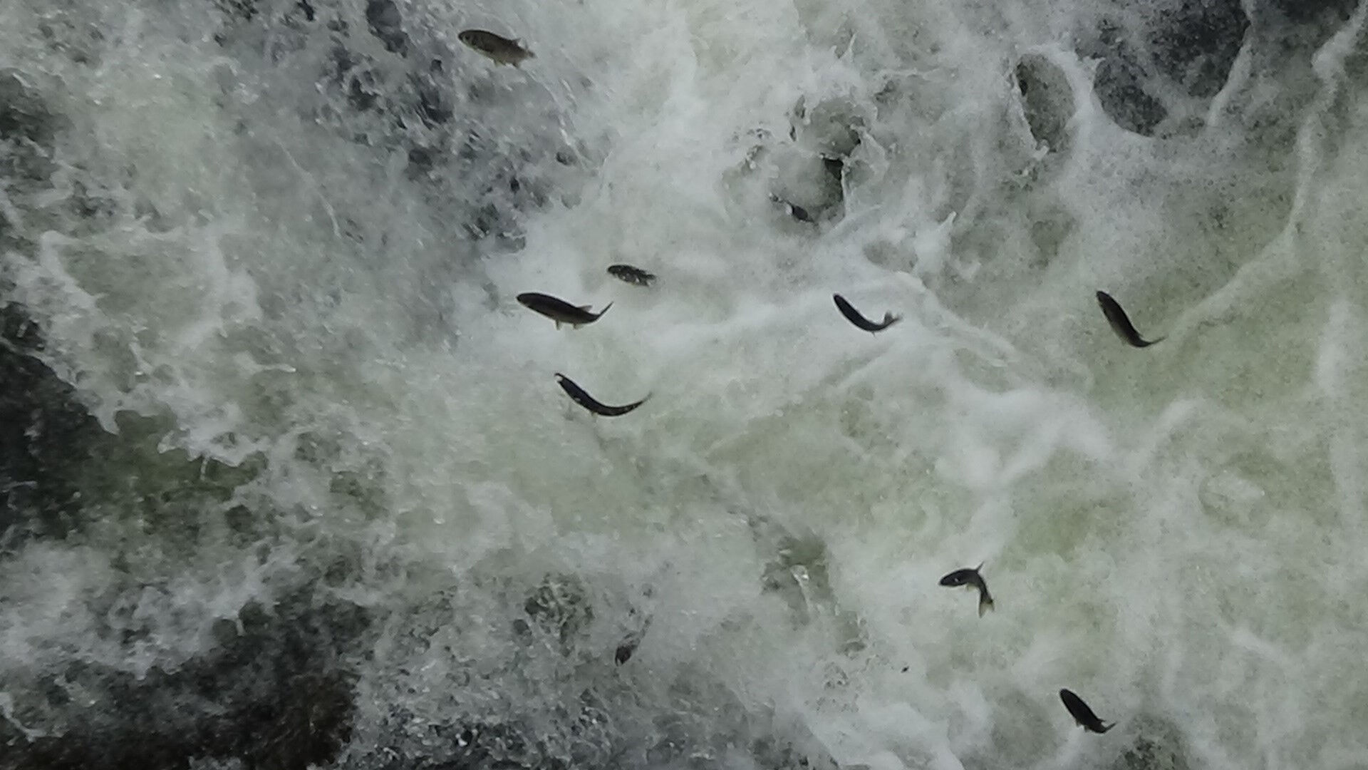 Binlerce kişi bu göçü izlemeye gidiyor! Her biri 10 bin adet yumurta veriyor Binlerce kişi bu göçü izlemeye gidiyor! İnci kefallerinin yumurta göçü başladı: Her biri 10 bin adet veriyor - 3. Resim