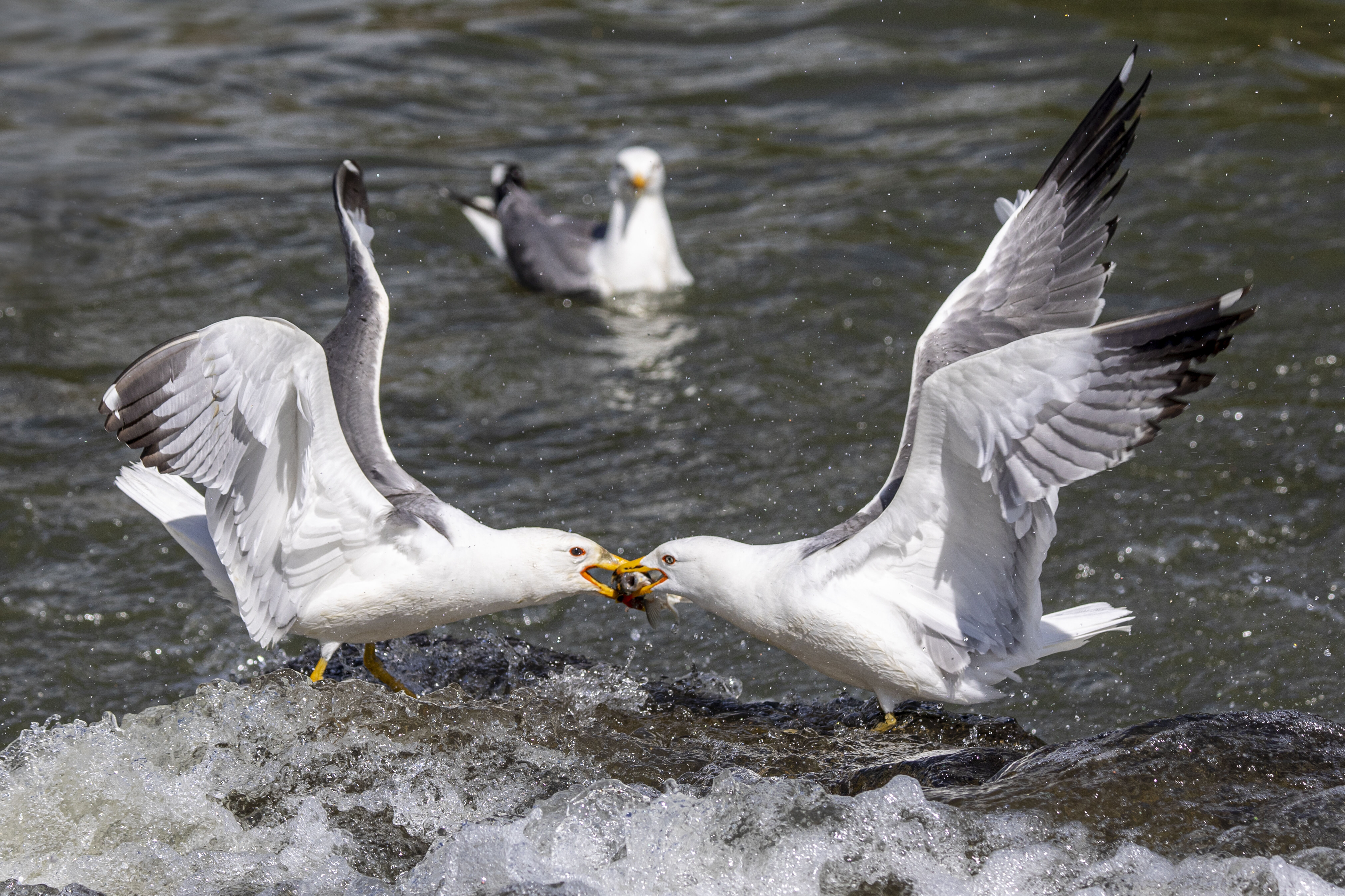 Binlerce kişi bu göçü izlemeye gidiyor! Her biri 10 bin adet yumurta veriyor Binlerce kişi bu göçü izlemeye gidiyor! İnci kefallerinin yumurta göçü başladı: Her biri 10 bin adet veriyor - 4. Resim