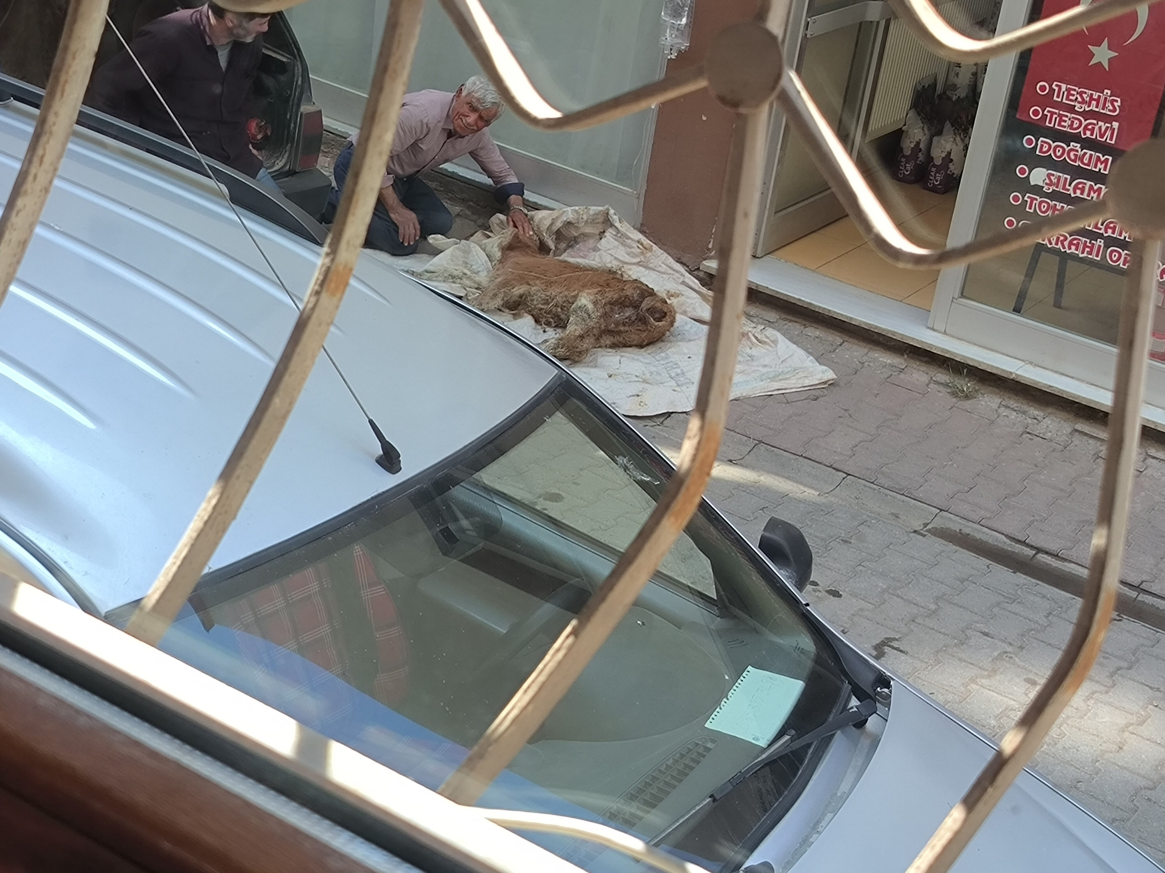 Buzağısı hastalandı, dünyası durdu...Yaşlı adamın gözyaşları yürek dağladı - 2. Resim