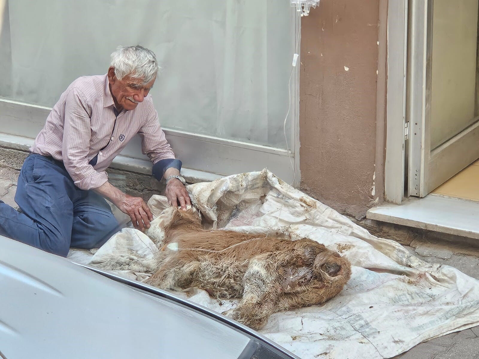 Buzağısı hastalandı, dünyası durdu...Yaşlı adamın gözyaşları yürek dağladı - 1. Resim