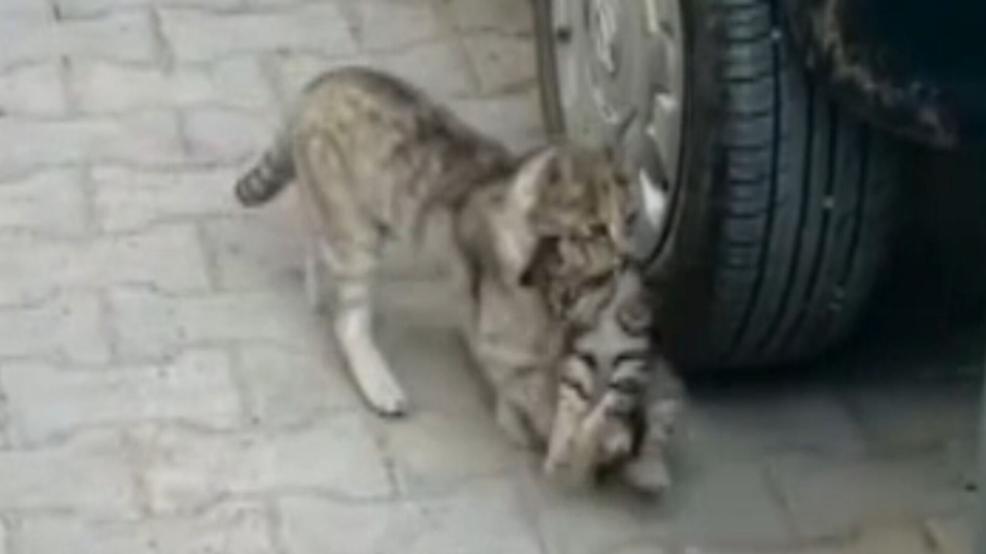 Çorum'da viral olan anne kedi sevgisi: Yavrusunu alıp veterinere böyle götürdü Çorum'da viral olan anne kedi sevgisi: Yavrusunu alıp veterinere böyle götürdü - 1. Resim