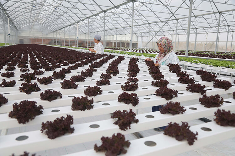 Karadeniz'de ilk! 2 milyar lirayı aşkın kazanç gelecek: 2500 kişi işe alınacak Karadeniz'de ilk! 2 milyar lirayı aşkın kazanç gelecek: 2500 kişi işe alınacak - 1. Resim