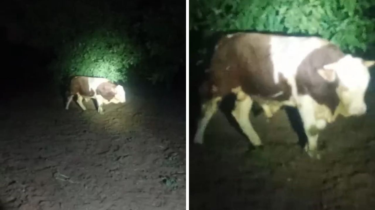 Ahırdan kaçtı, ekiplere zor anlar yaşattı! Uyuşturucu iğneyle yakalandı Ahırdan kaçtı, ekiplere zor anlar yaşattı! Uyuşturucu iğneyle yakalandı