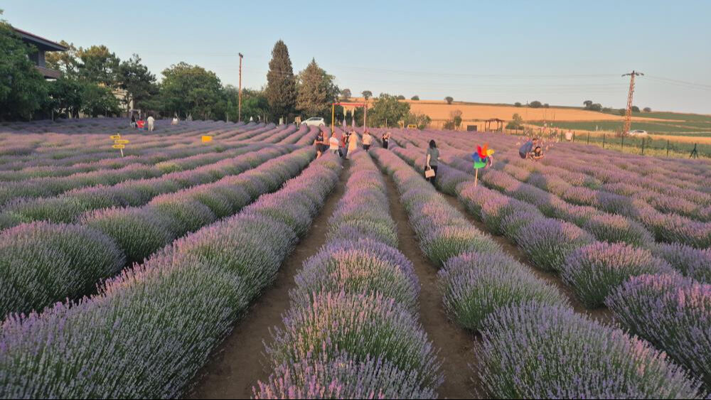 Bunun adı Mor Turizm! Sezon başladı, doğa severler Tekirdağ'a akın etti - 4. Resim
