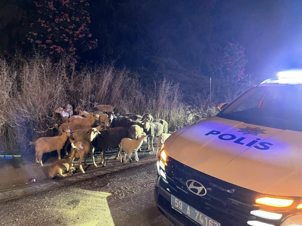 Çoban köpeği keçileri kaçırdı! İlginç firar girişimi polisin müdahalesi ile son buldu - 2. Resim