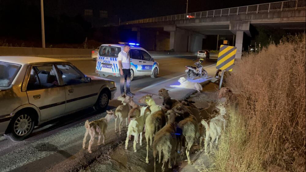 Çoban köpeği koyunlarla birlikte çiftlikten firar etti! Polis hepsini çevre yolunda buldu - 1. Resim