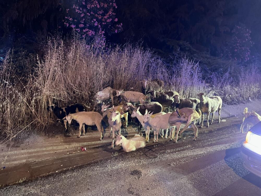 Çoban köpeği koyunlarla birlikte çiftlikten firar etti! Polis hepsini çevre yolunda buldu - 2. Resim