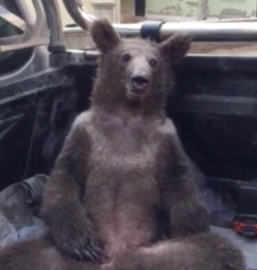 Filmlere konu olan 'deli bal'dan kaşık kaşık yedi, ölümden döndü! Kendine gelmesi saatler sürdü: Bu acil bir durum - 5. Resim